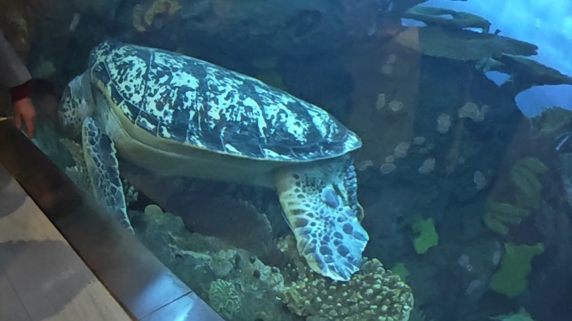 北京海洋馆图片/北京海洋馆-第3张图片