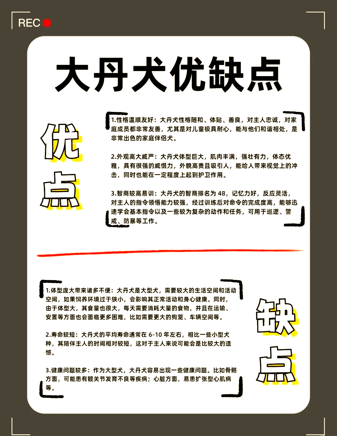 【30大禁养猛犬排名,前十禁养犬排名】-第1张图片